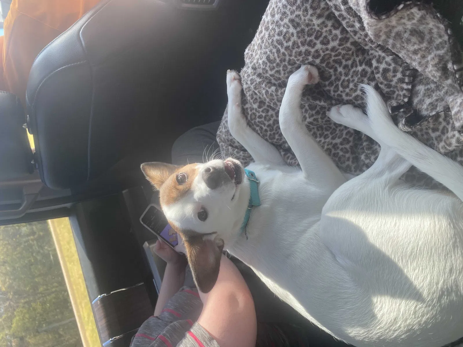 Lost dog in Athens, TN, 37303