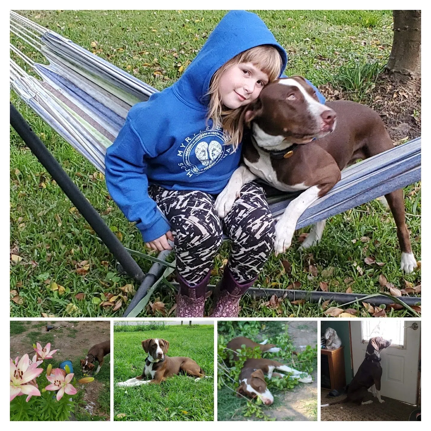 Lost dog in Summerville, SC, 29483