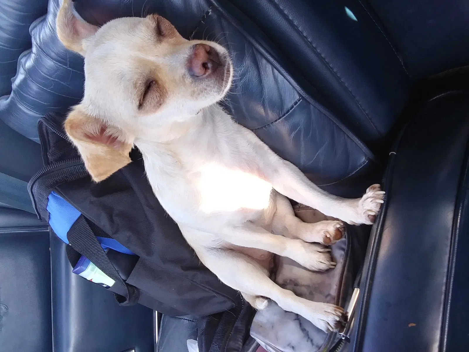 Lost dog in Lubbock, TX, 79423