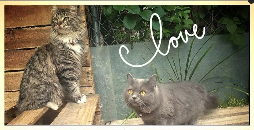 Lost cat in Trenton, NJ, 8610