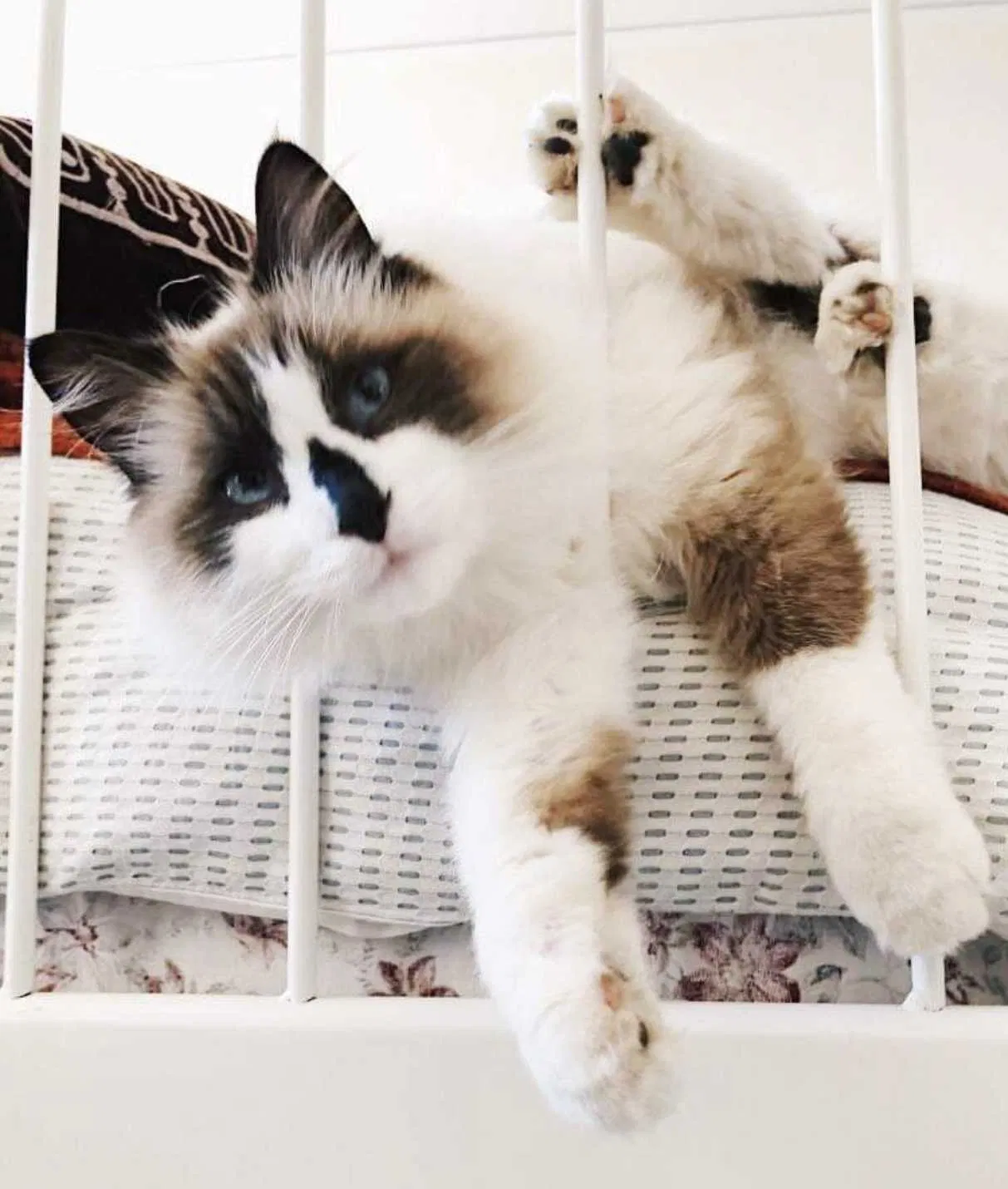 Lost cat in Pompton Lakes, NJ, 7442