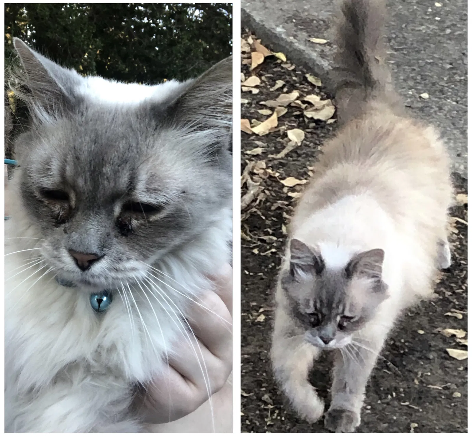 Lost cat in Redwood City, CA, 94061