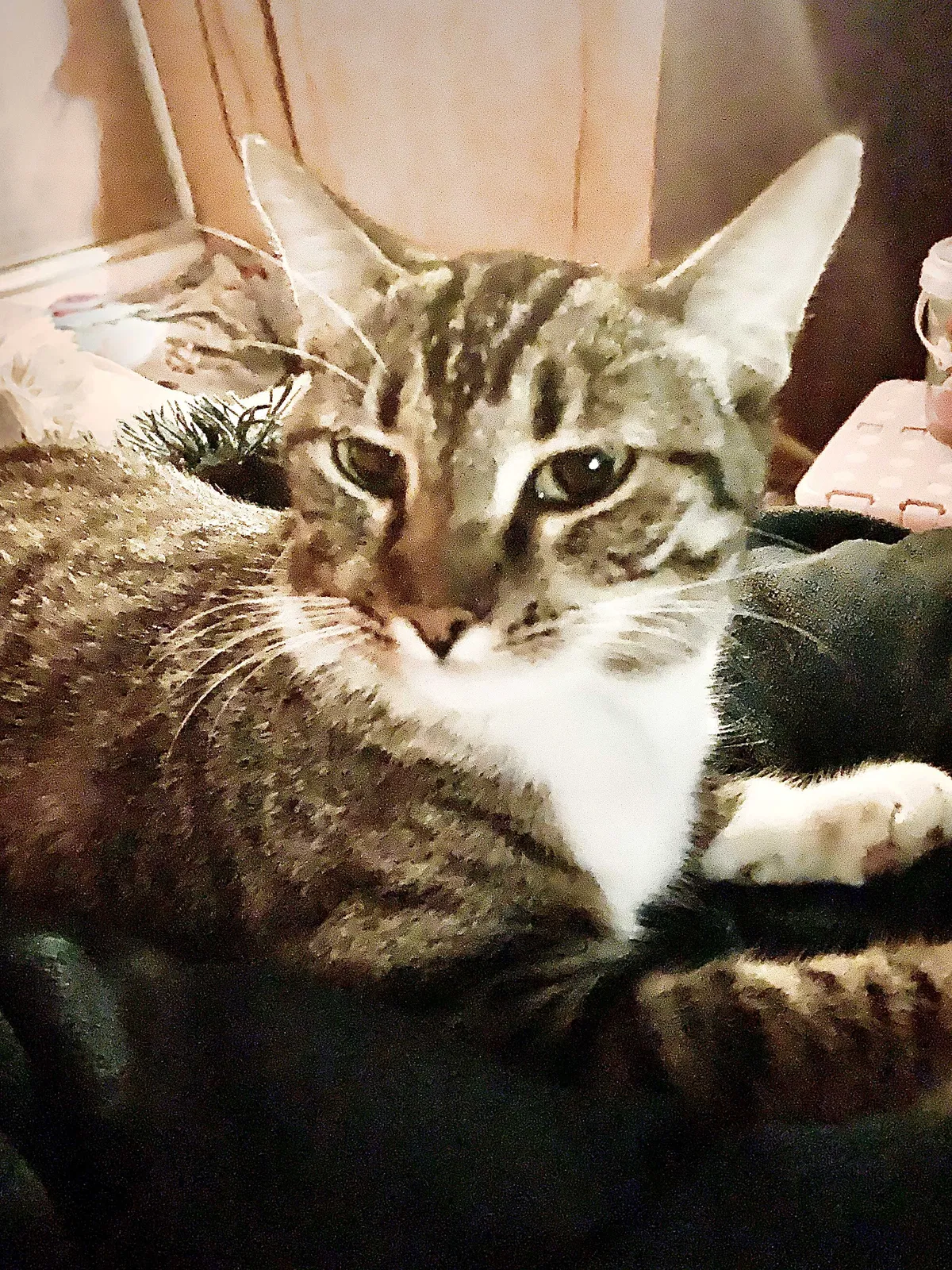 Lost cat in Roseville, CA, 95678
