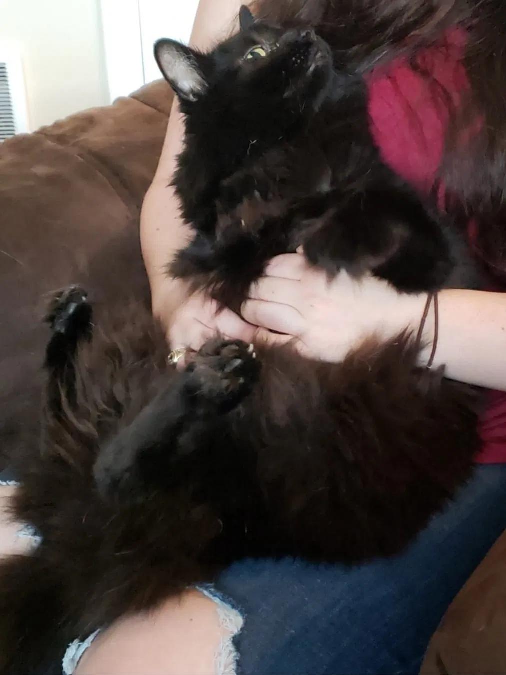 Lost cat in Centralia, WA, 98531