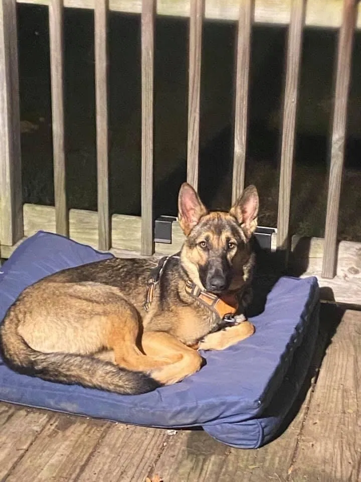Lost dog in Ashville, AL, 35953