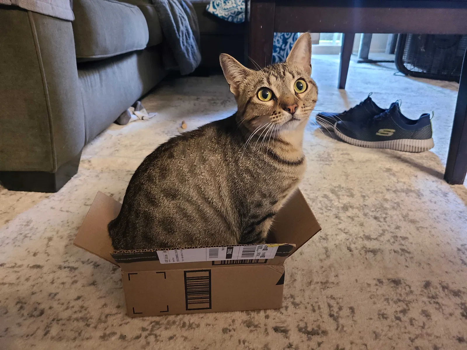 Lost cat in Austin, TX, 78741