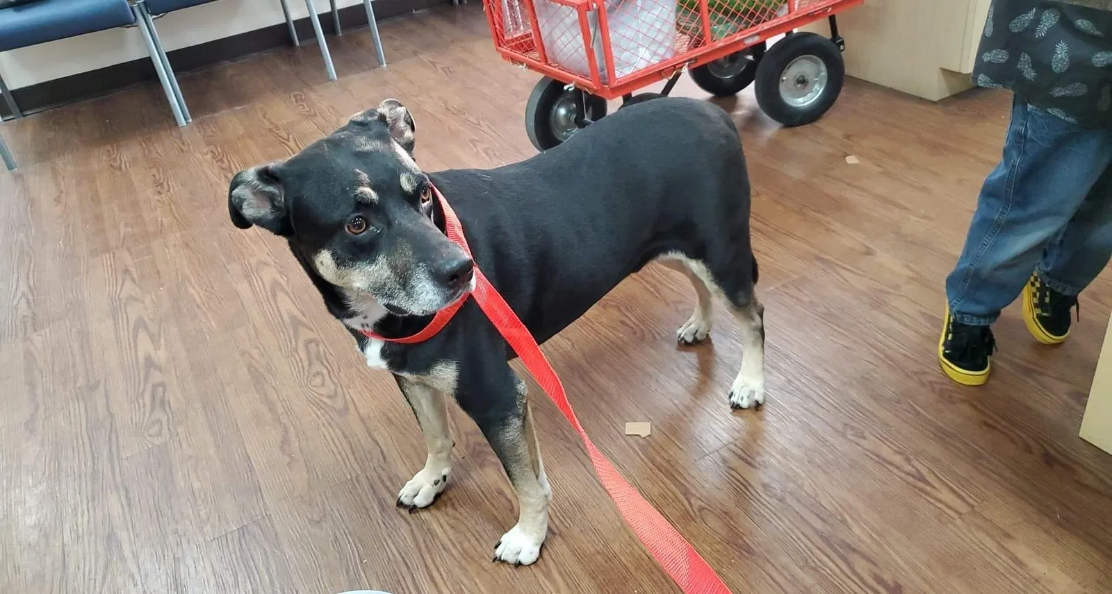 Lost dog in Lakeland, FL, 33812