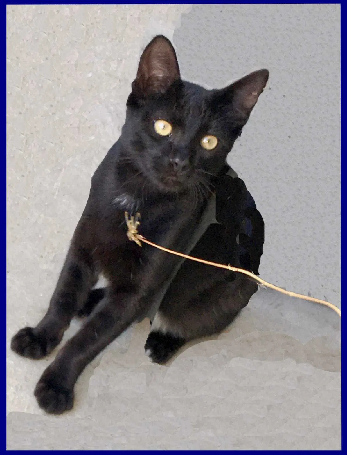 Lost cat in Beverly Hills, CA, 90210