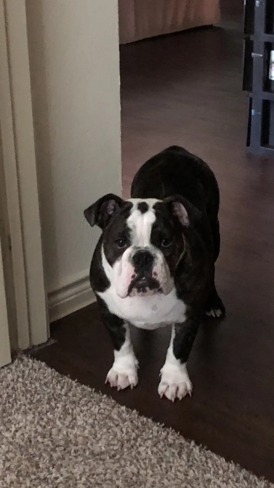 Lost dog in Fort Worth, TX, 76137