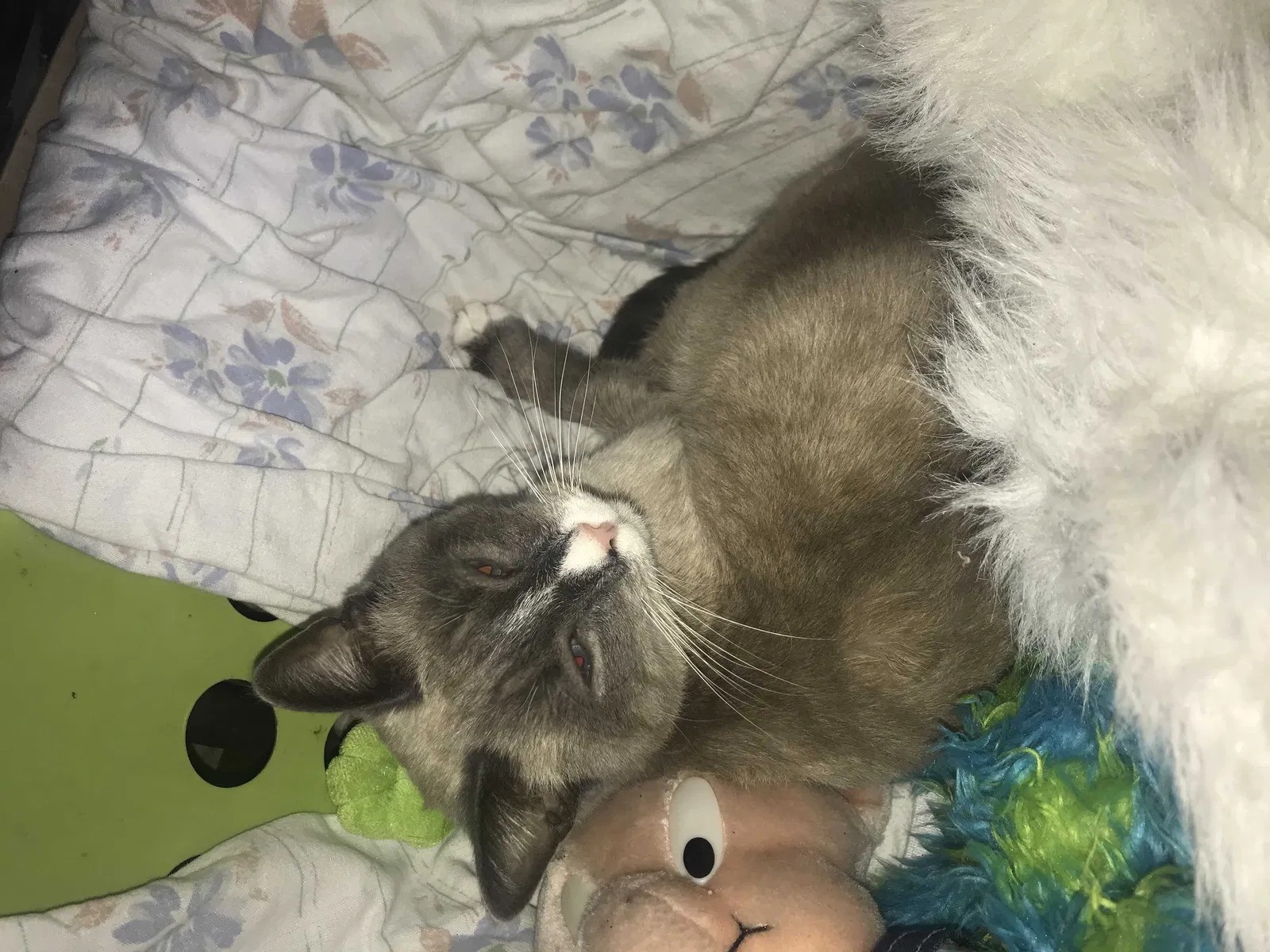 Lost cat in Beckley, WV, 25801
