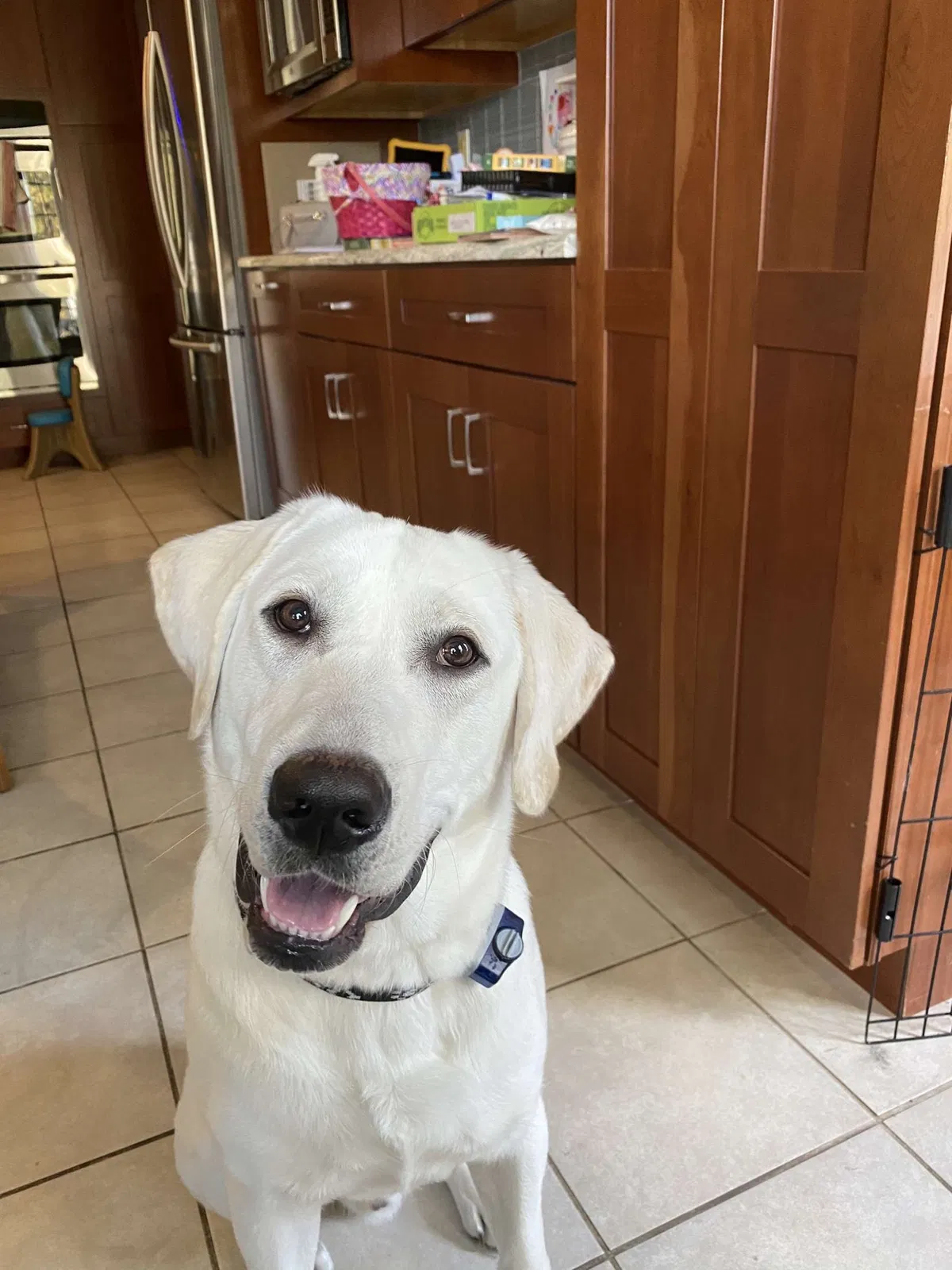 Lost dog in Vienna, WV, 26105