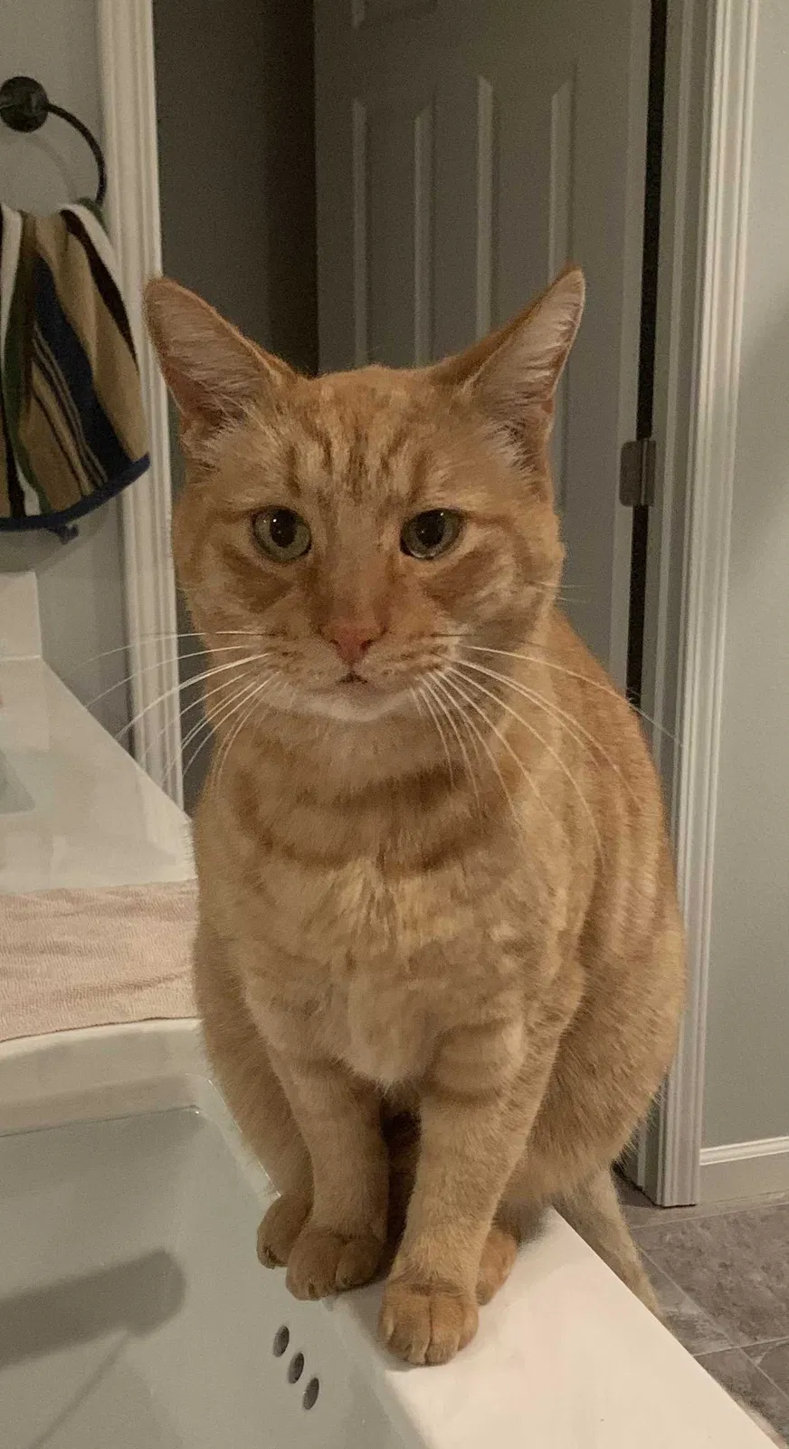 Lost cat in Vacaville, CA, 95687