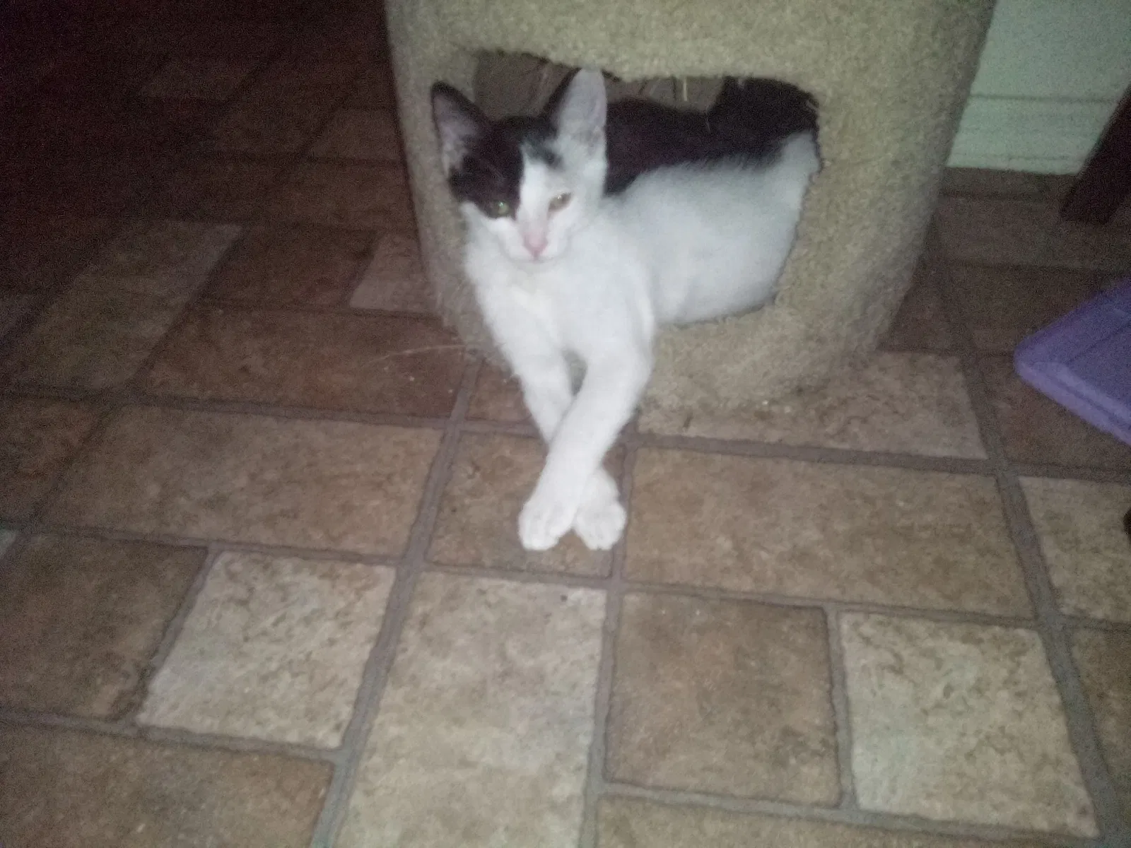 Lost cat in Mesa, AZ, 85204