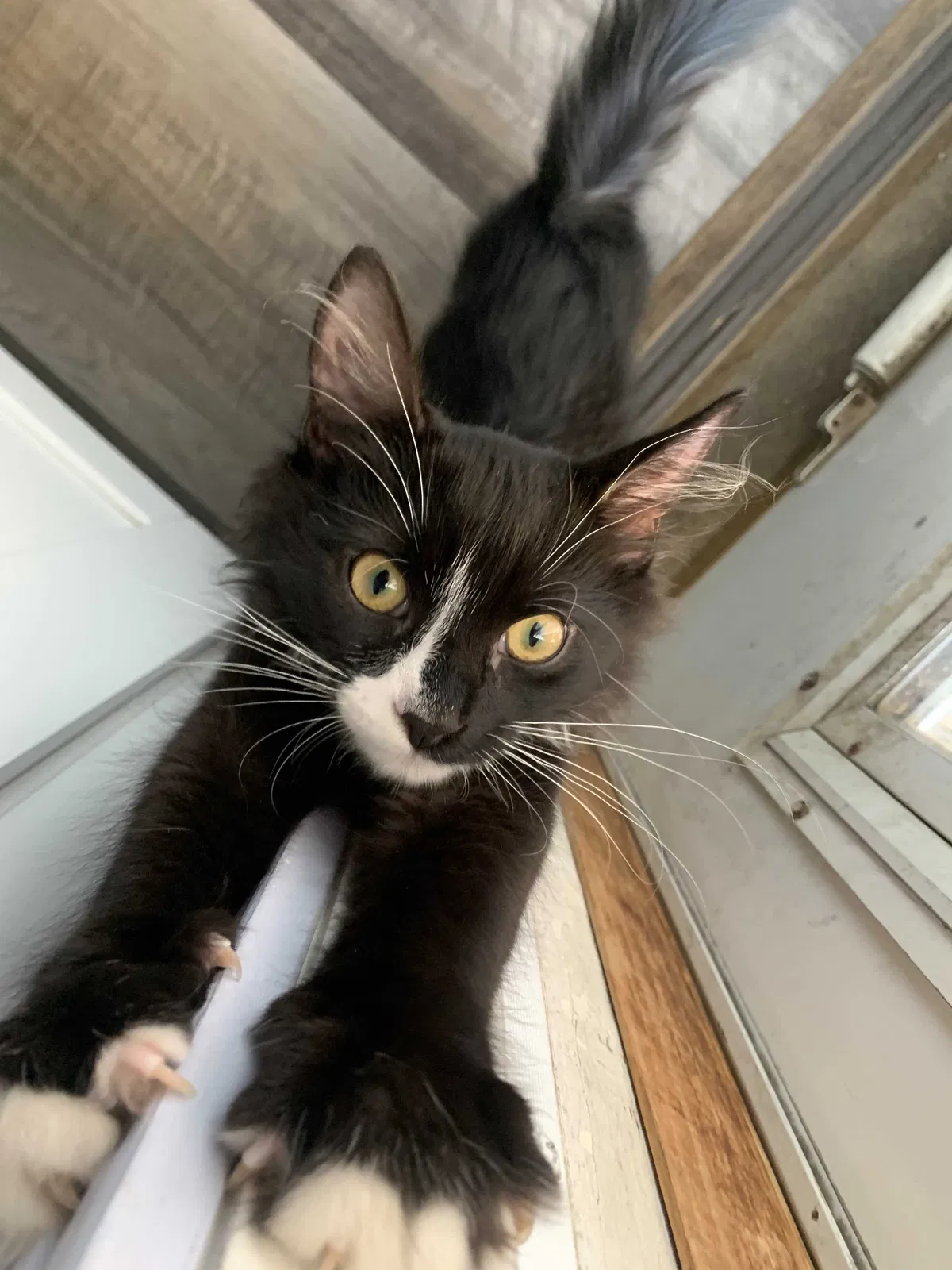 Lost cat in Ridley Park, PA, 19078