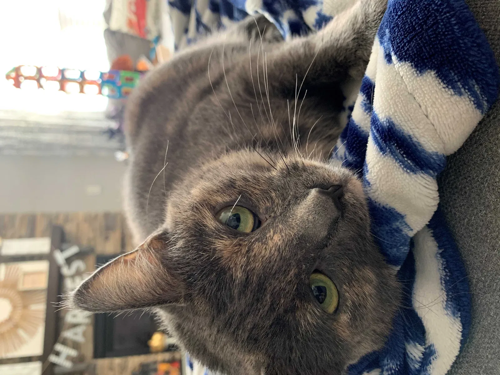 Lost cat in Fort Mill, SC, 29707