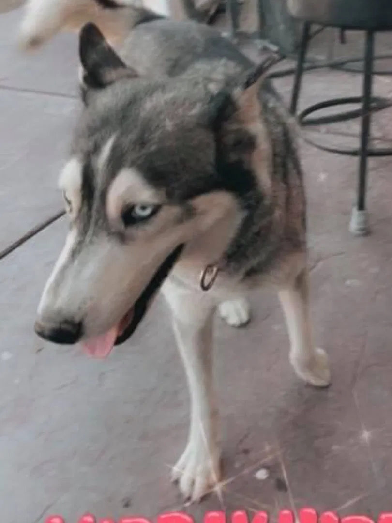 Lost dog in Las Vegas, NV, 89110