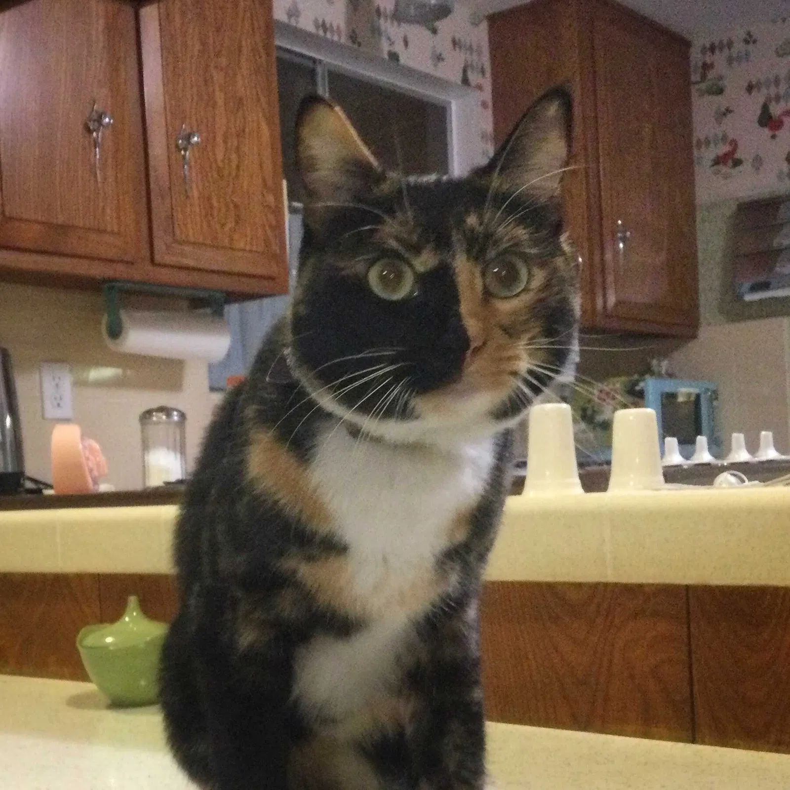 Lost cat in Orange, CA, 92865