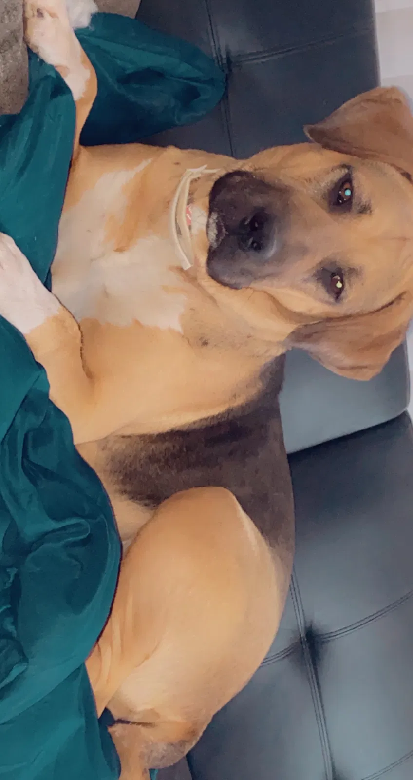 Lost dog in Phoenix, AZ, 85035