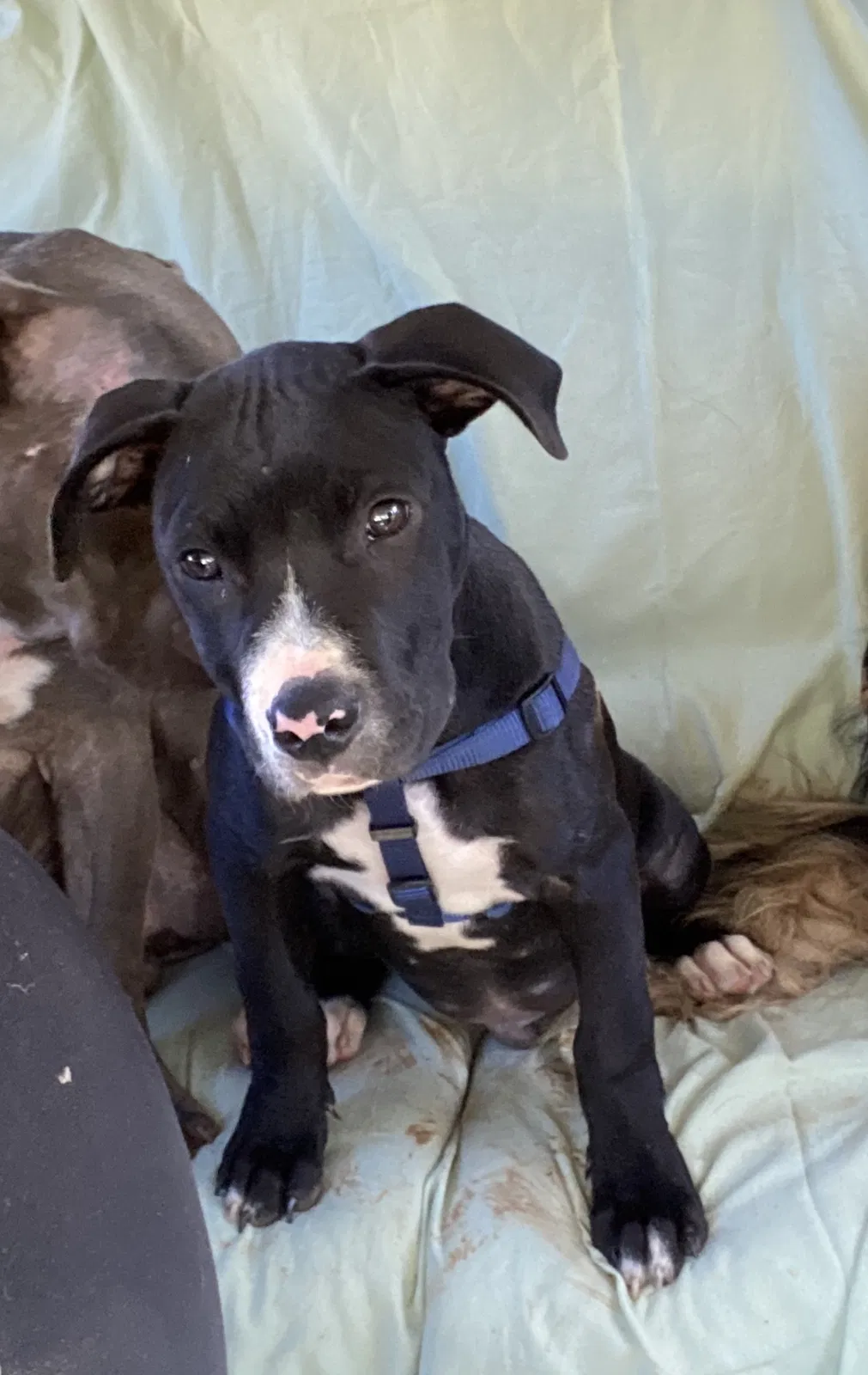 Lost dog in Liberty, SC, 29657