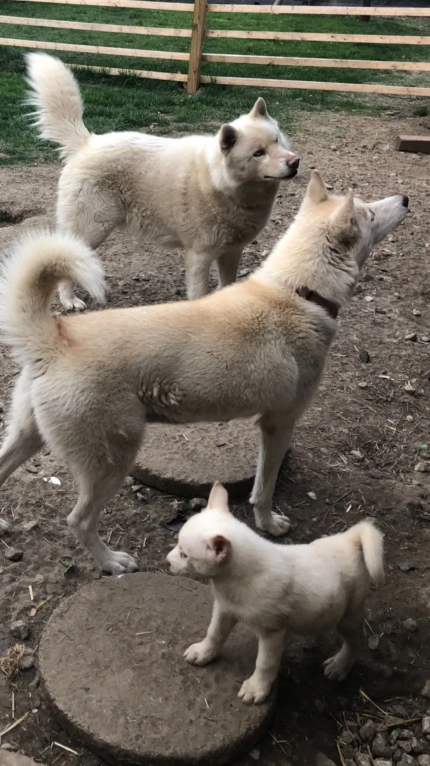 Lost dog in Pleasantville, OH, 43148