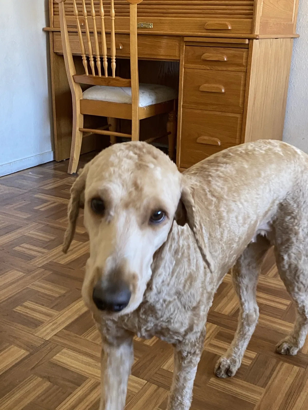 Lost dog in Stockton, CA, 95210