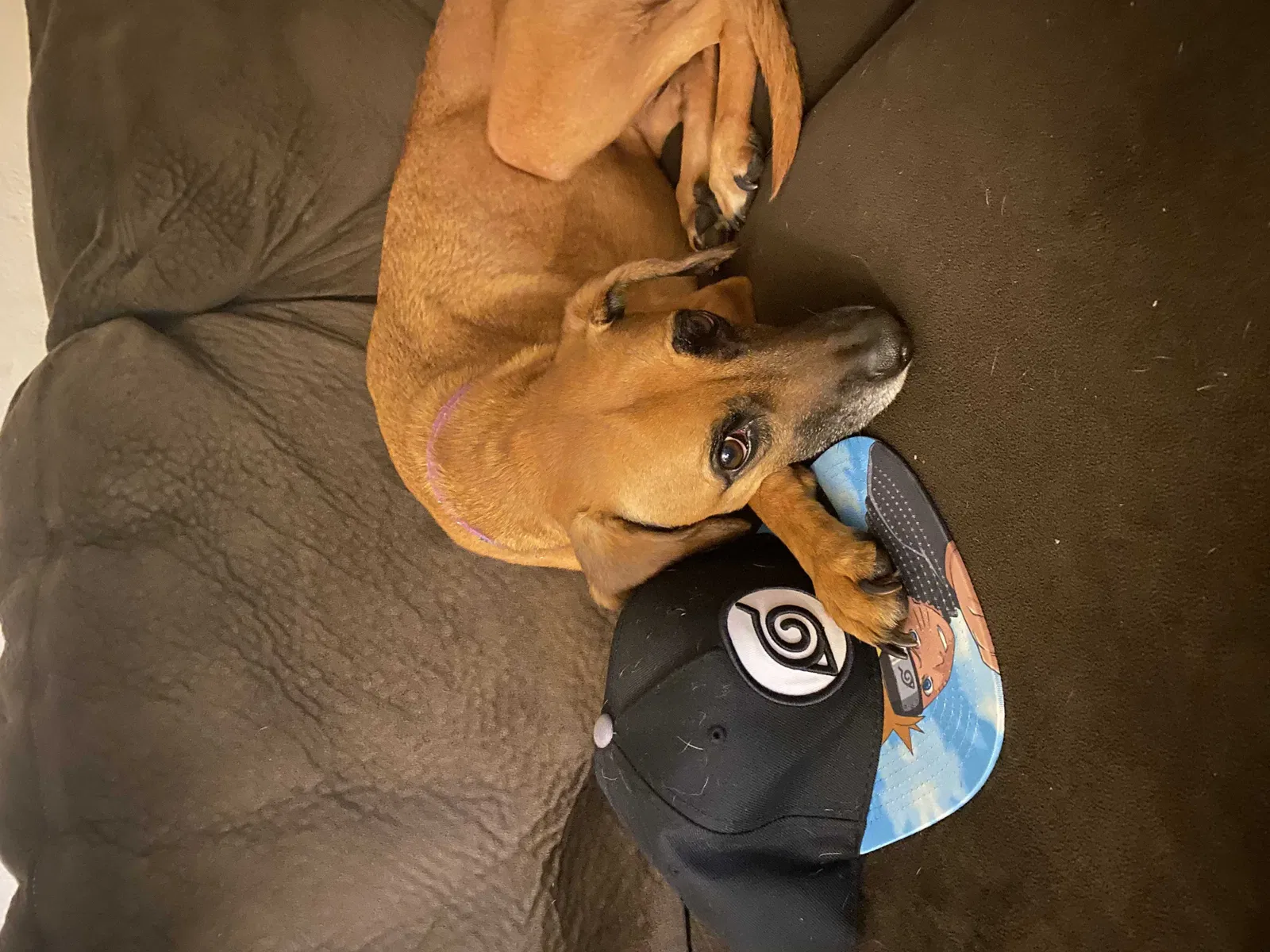 Lost dog in Hamilton, OH, 45011