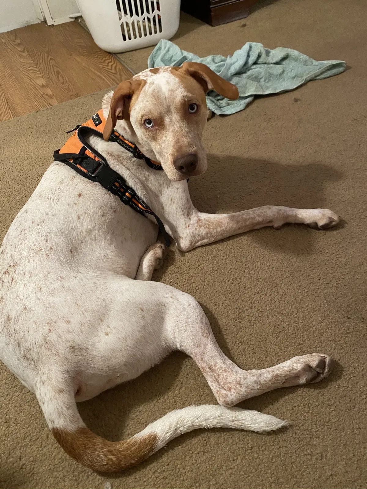 Lost dog in New Port Richey, FL, 34652