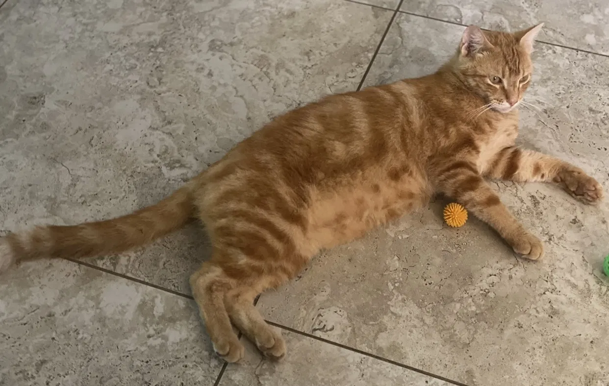 Lost cat in Fort Worth, TX, 76104