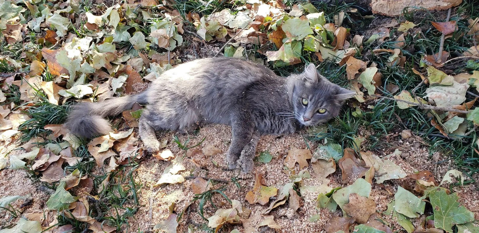Lost cat in Edmond, OK, 73034