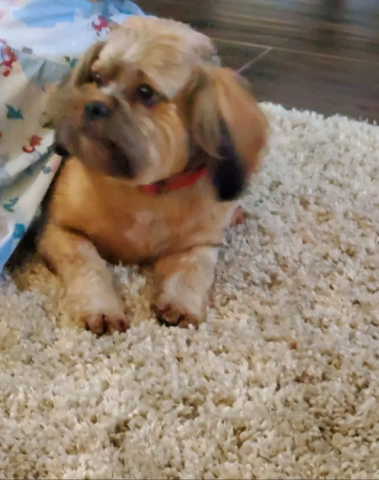 Lost dog in Fresno, CA, 93722