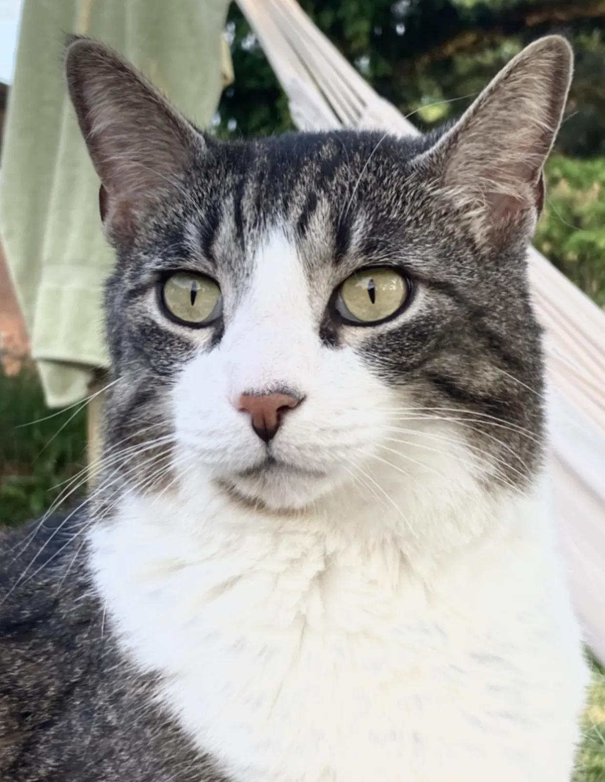 Lost cat in Loveland, OH, 45140