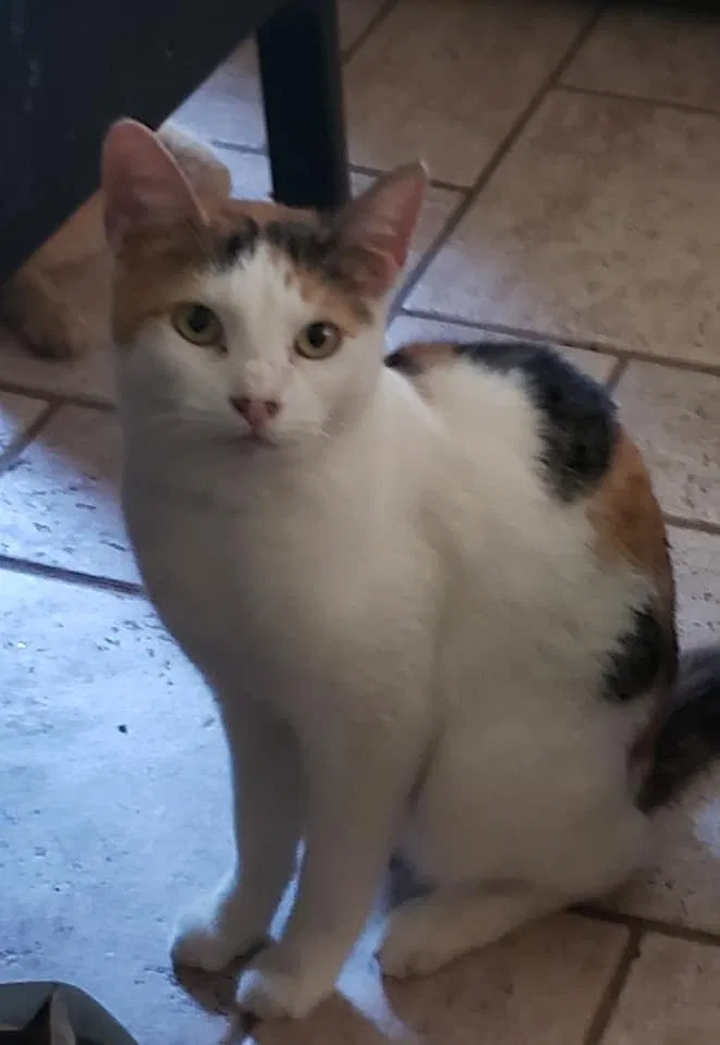 Lost cat in Edmond, OK, 73034