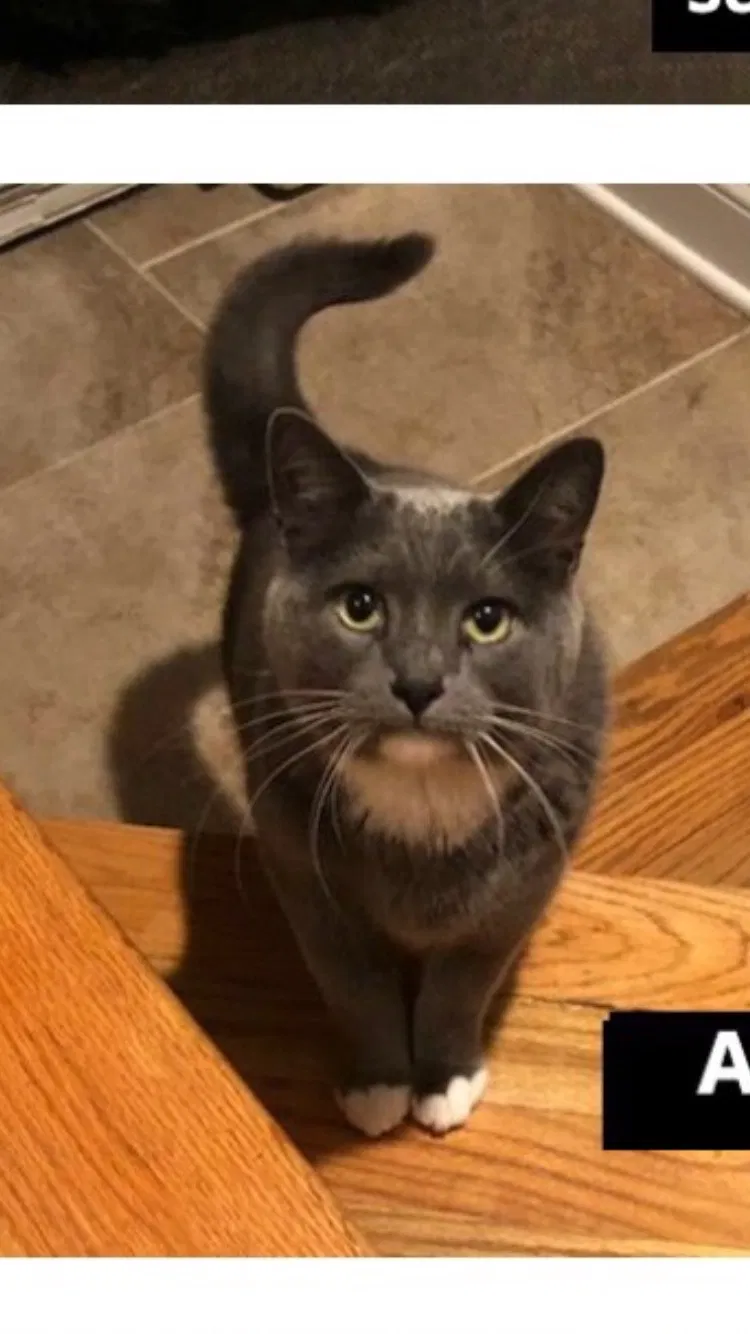 Lost cat in Morton Grove, IL, 60053