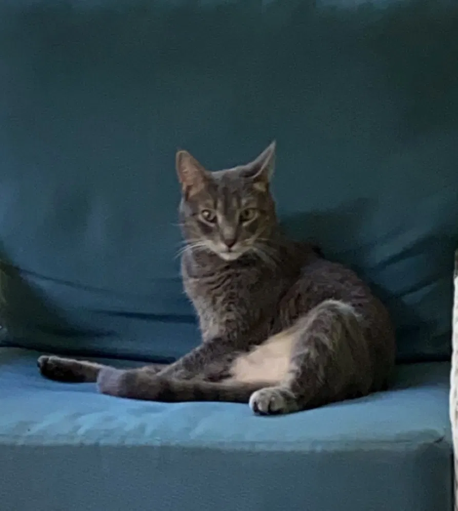 Lost cat in Chesterfield, VA, 23832