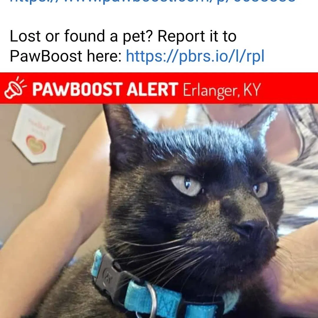 Lost cat in Erlanger, KY, 41018