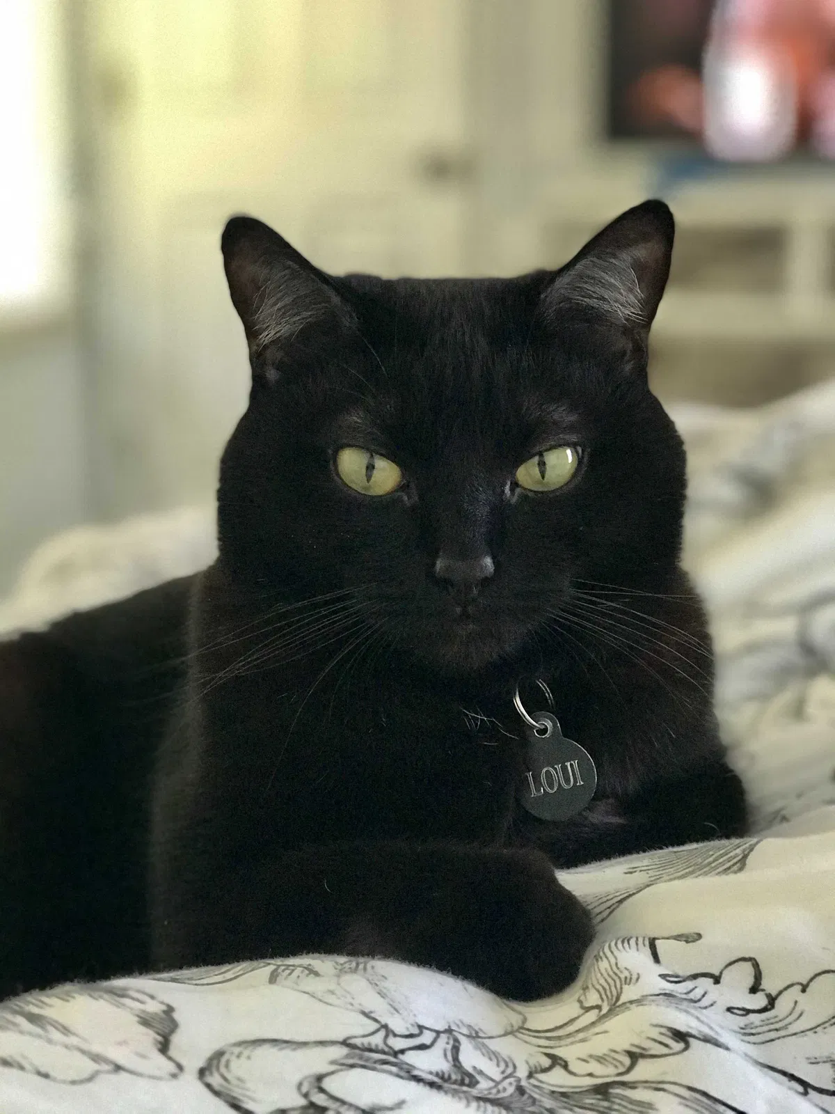 Lost cat in Knoxville, TN, 37932