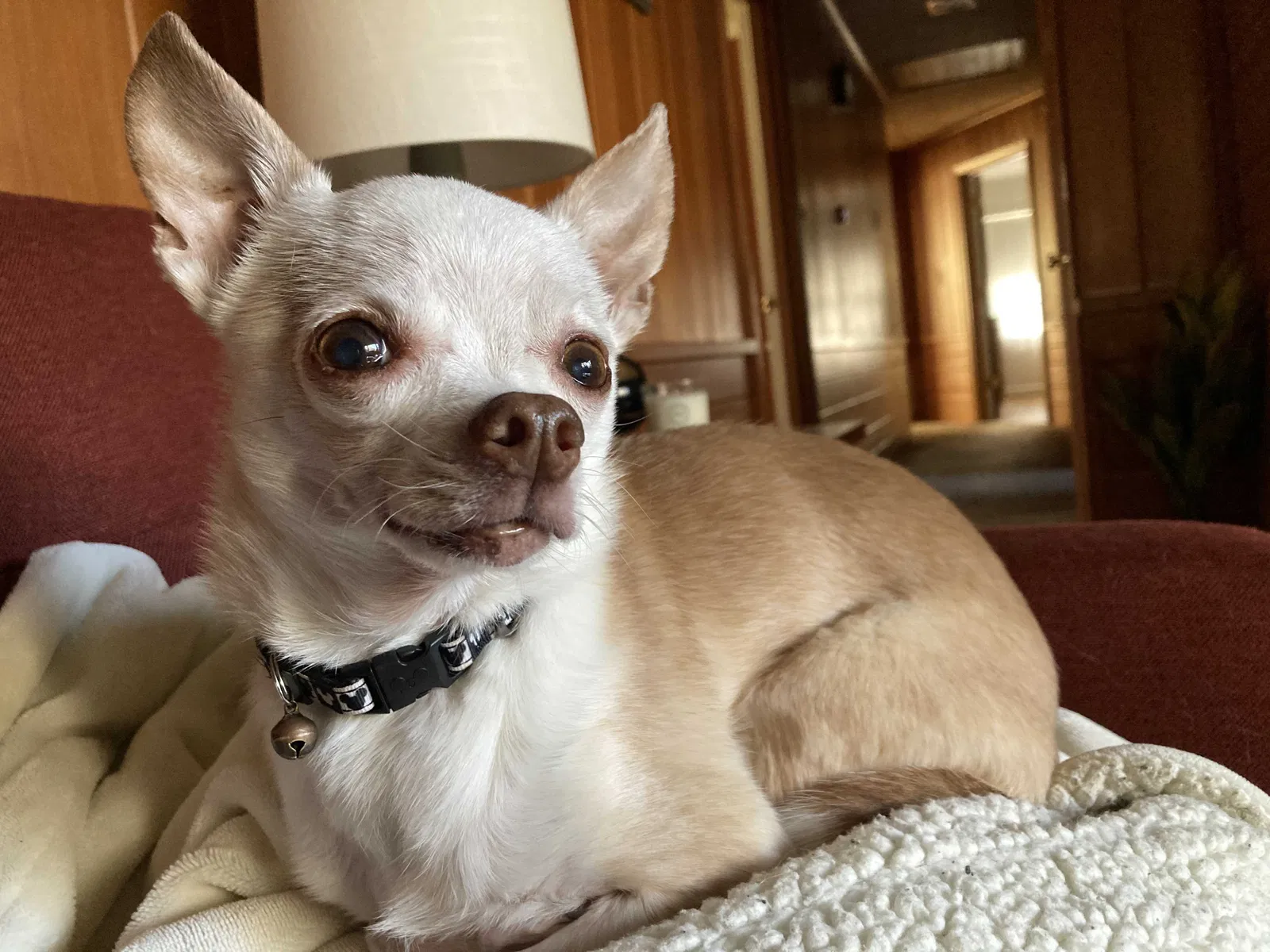 Lost dog in Winston Salem, NC, 27106
