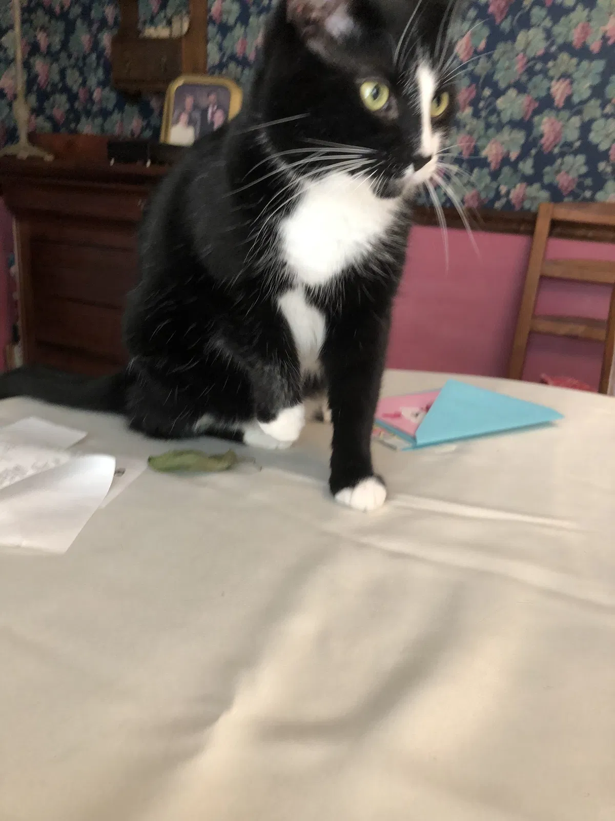 Lost cat in Cincinnati, OH, 45241