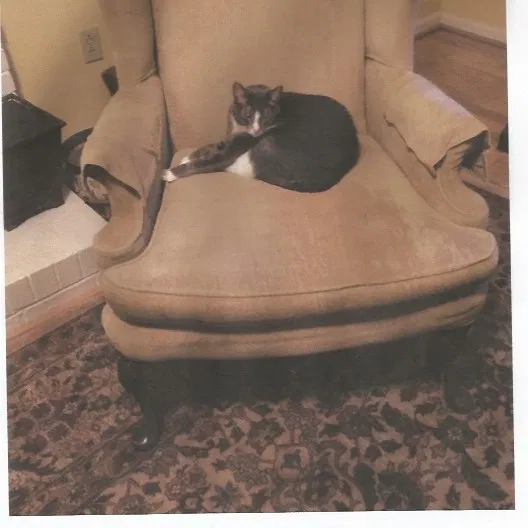 Lost cat in Charlotte, NC, 28209