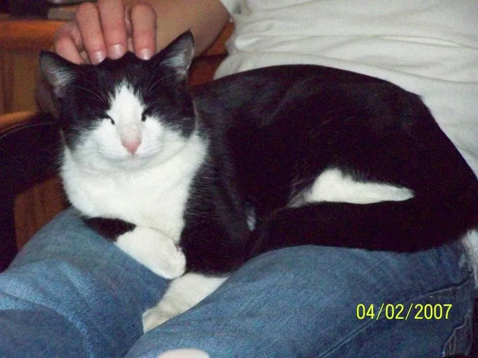 Lost cat in Cantonment, FL, 32533