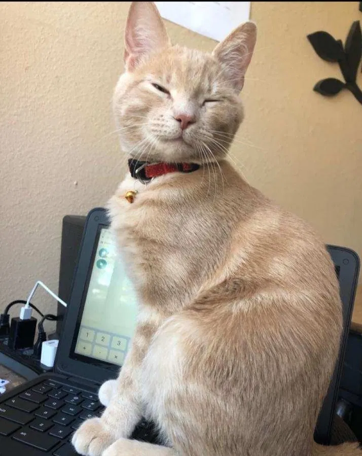 Lost cat in Albuquerque, NM, 87123