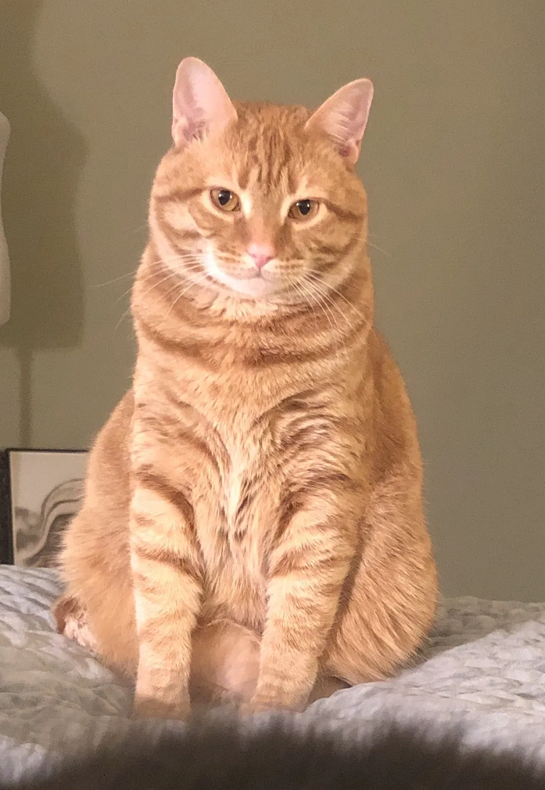 Lost cat in Landisville, PA, 17538