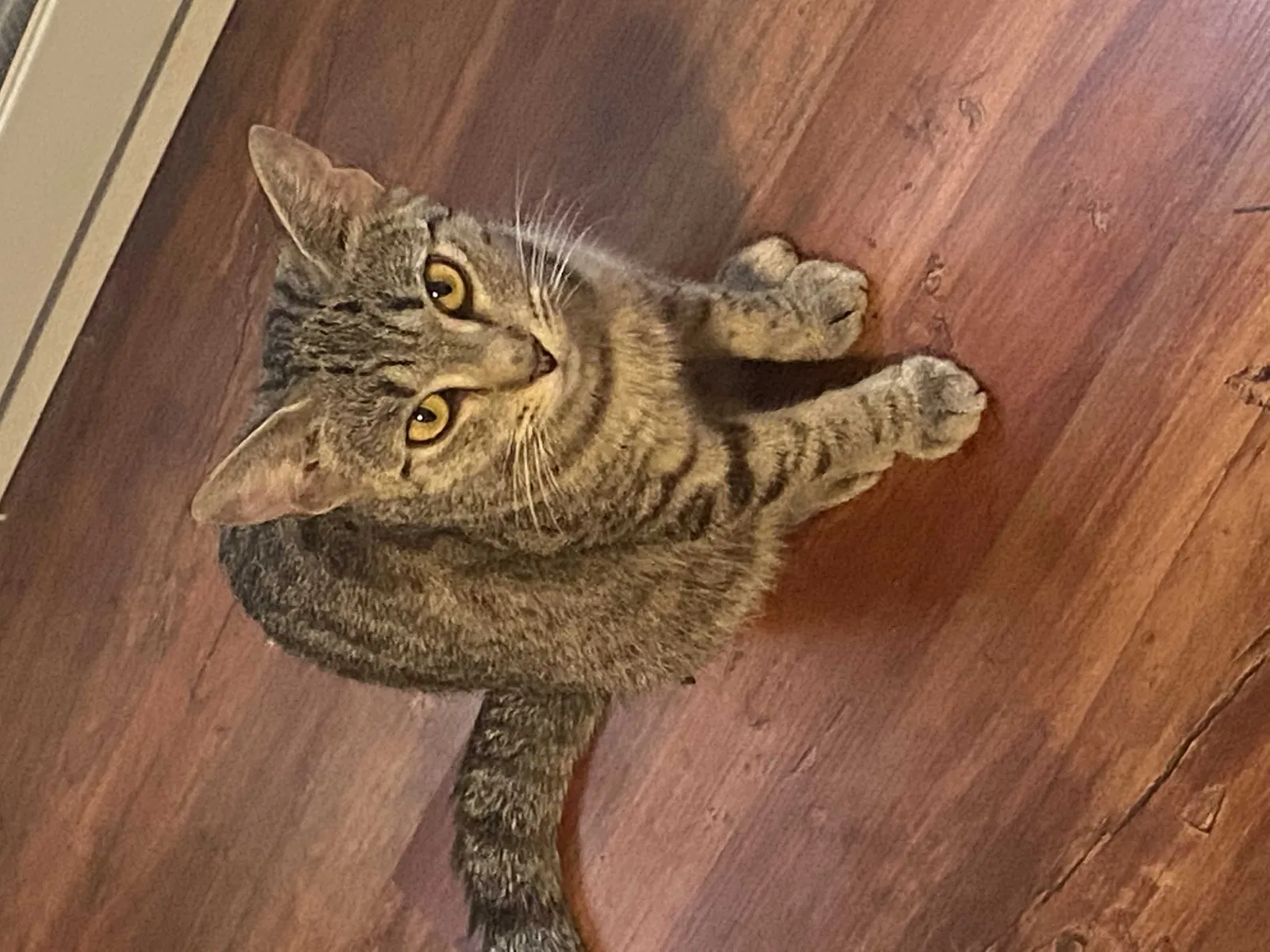 Lost cat in York, PA, 17403