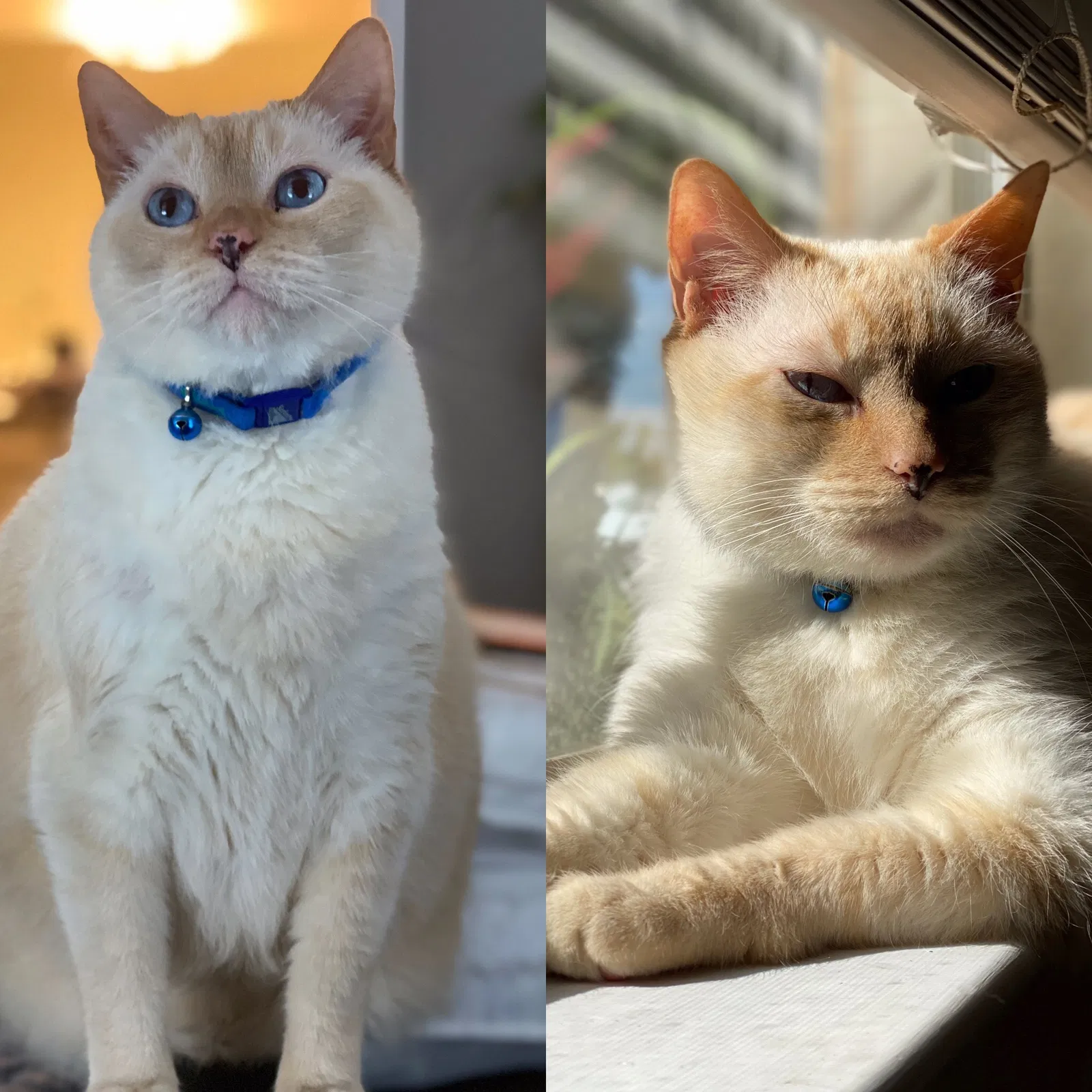 Lost cat in Wilmer, AL, 36587