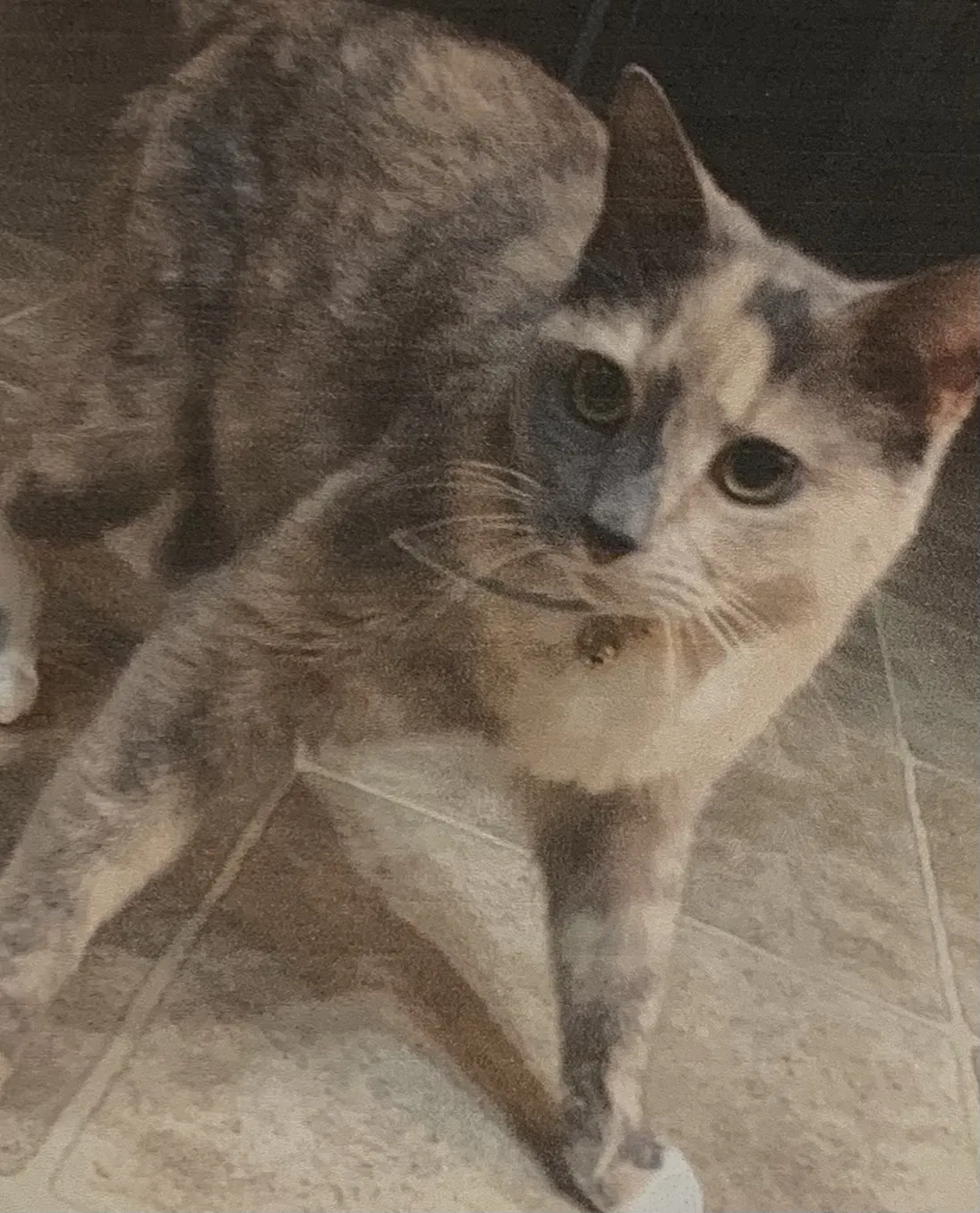Lost cat in Hopewell, VA, 23860