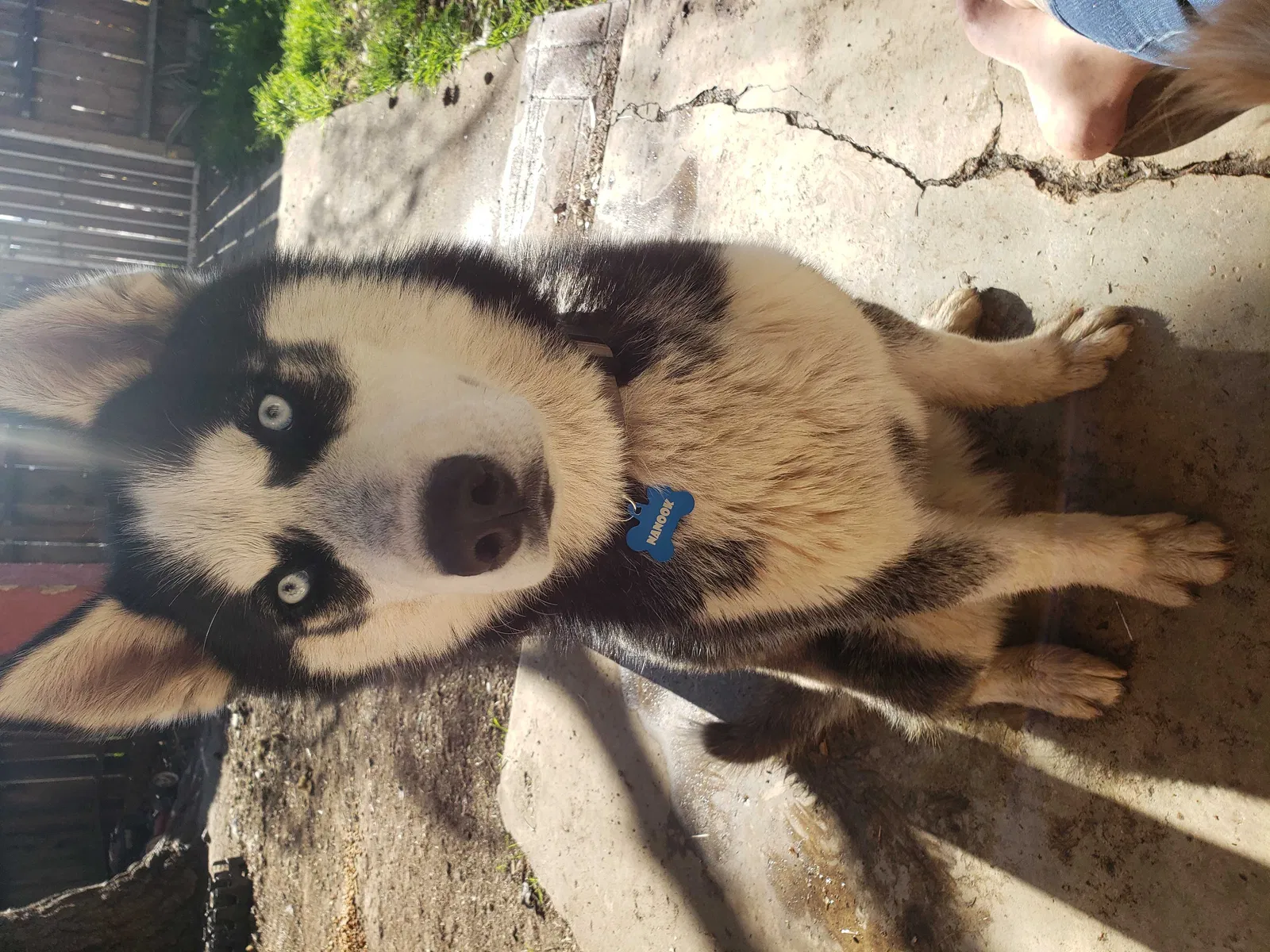 Lost dog in Salinas, CA, 93906