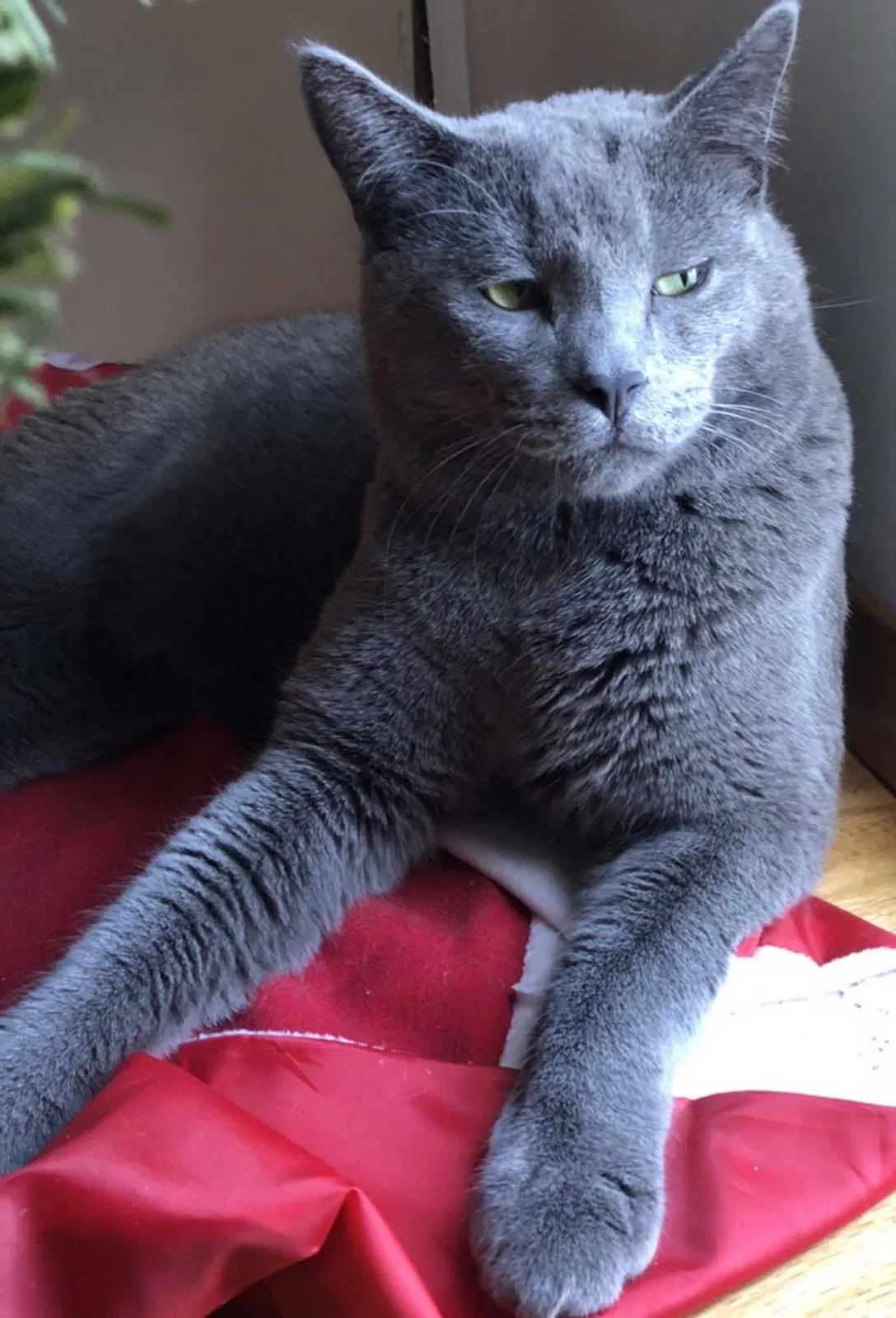Lost cat in Elk Grove Village, IL, 60007