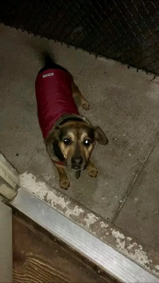 Lost dog in East Chicago, IN, 46312