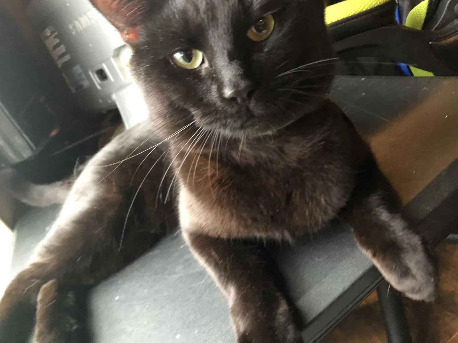 Lost cat in Knoxville, TN, 37923