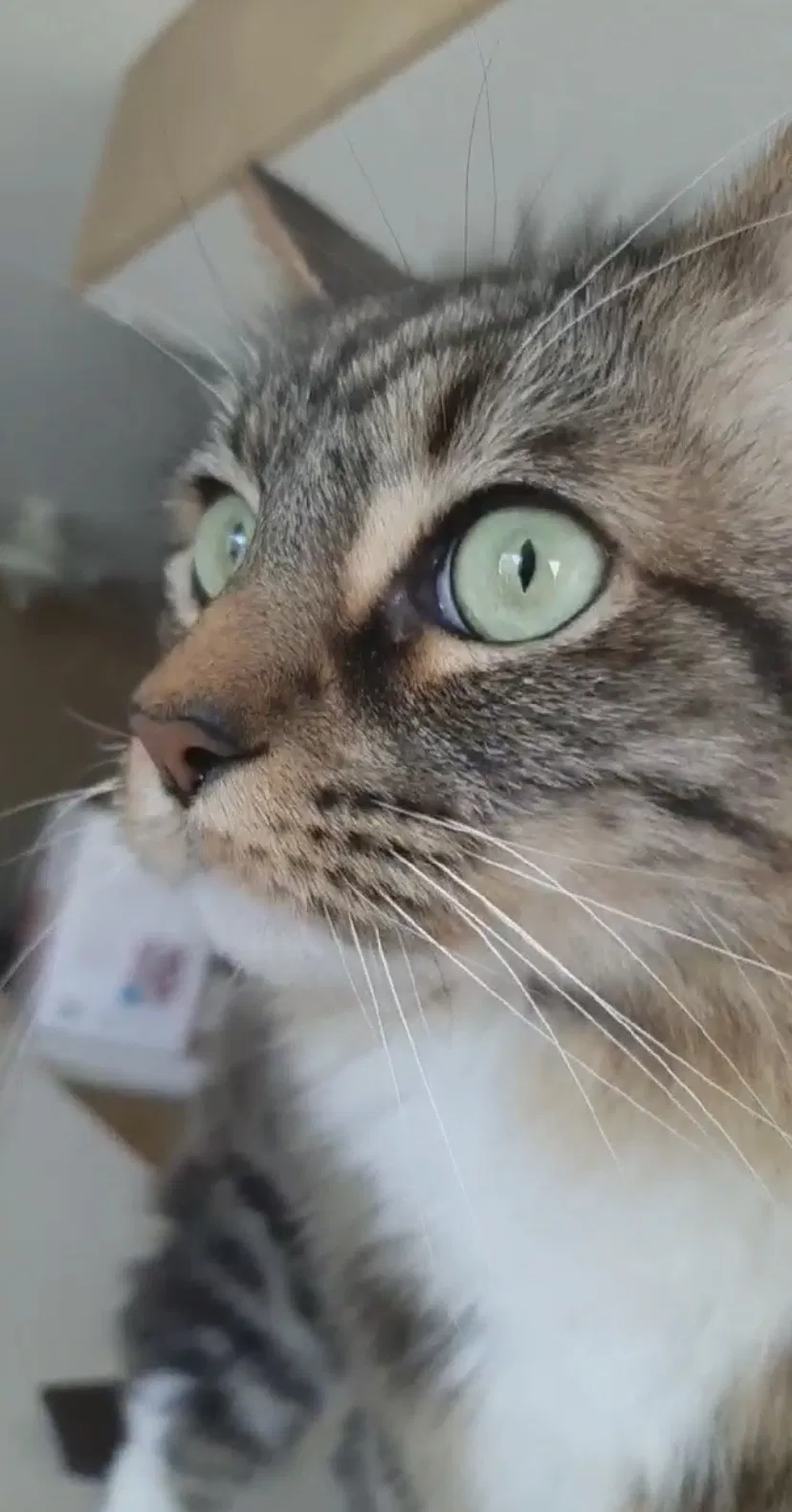 Lost cat in Cape Coral, FL, 33914